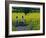 Yellow Field, Kedleston, Derby-Andrew Macara-Framed Giclee Print