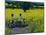 Yellow Field, Kedleston, Derby-Andrew Macara-Mounted Giclee Print