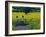 Yellow Field, Kedleston, Derby-Andrew Macara-Framed Giclee Print