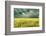 Yellow Field-James McLoughlin-Framed Photographic Print