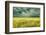 Yellow Field-James McLoughlin-Framed Photographic Print