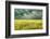 Yellow Field-James McLoughlin-Framed Photographic Print