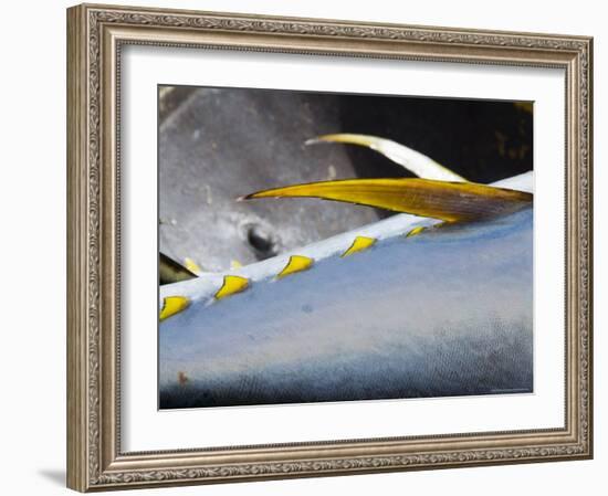 Yellow Fin Tuna on Beach at Santa Maria on the Island of Sal (Salt), Cape Verde Islands, Africa-R H Productions-Framed Photographic Print