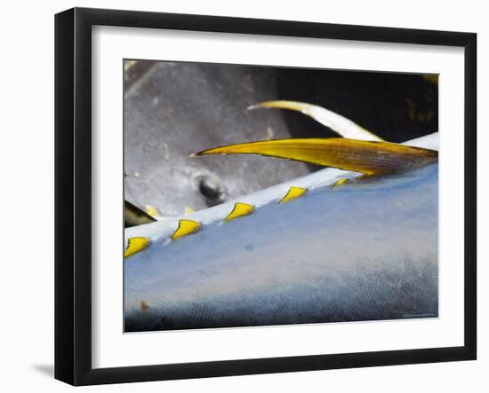 Yellow Fin Tuna on Beach at Santa Maria on the Island of Sal (Salt), Cape Verde Islands, Africa-R H Productions-Framed Photographic Print