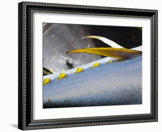 Yellow Fin Tuna on Beach at Santa Maria on the Island of Sal (Salt), Cape Verde Islands, Africa-R H Productions-Framed Photographic Print