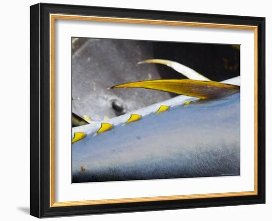 Yellow Fin Tuna on Beach at Santa Maria on the Island of Sal (Salt), Cape Verde Islands, Africa-R H Productions-Framed Photographic Print