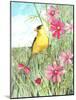 Yellow Finch Cosmos-Melinda Hipsher-Mounted Giclee Print