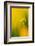 Yellow flag iris, Cornwall, England, UK-Ross Hoddinott-Framed Photographic Print