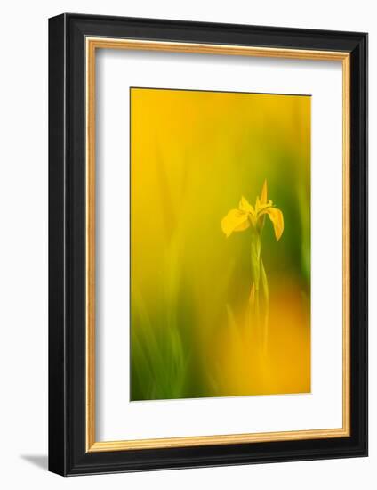 Yellow flag iris, Cornwall, England, UK-Ross Hoddinott-Framed Photographic Print