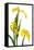 Yellow Flag Iris Flowers-Duncan Shaw-Framed Premier Image Canvas