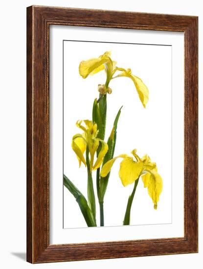 Yellow Flag Iris Flowers-Duncan Shaw-Framed Photographic Print