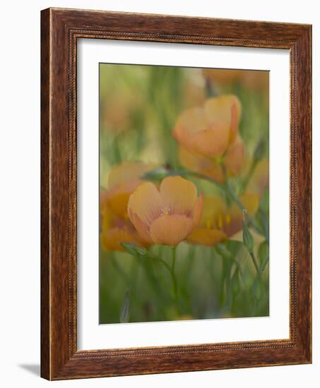 Yellow Flax Along Interstate 35, Near Devine, Texas, USA-Darrell Gulin-Framed Photographic Print