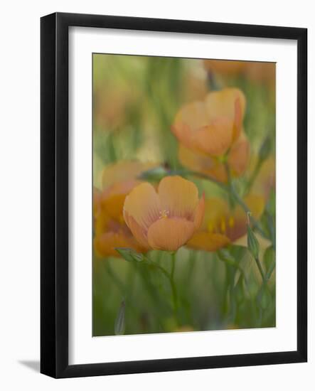 Yellow Flax Along Interstate 35, Near Devine, Texas, USA-Darrell Gulin-Framed Photographic Print