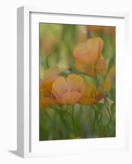 Yellow Flax Along Interstate 35, Near Devine, Texas, USA-Darrell Gulin-Framed Photographic Print