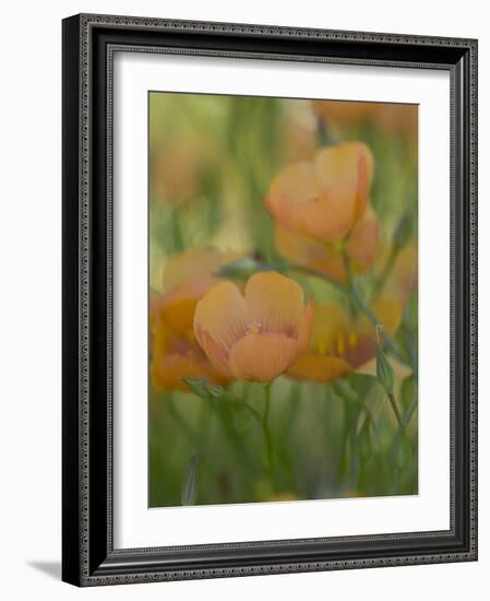 Yellow Flax Along Interstate 35, Near Devine, Texas, USA-Darrell Gulin-Framed Photographic Print