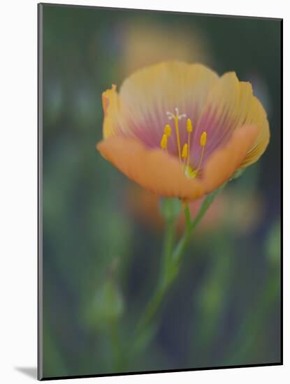 Yellow Flax Along Interstate 35, Near Devine, Texas, USA-Darrell Gulin-Mounted Photographic Print