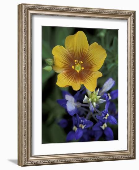 Yellow Flax, Bluebonnets, Moore, Texas, USA-Darrell Gulin-Framed Photographic Print