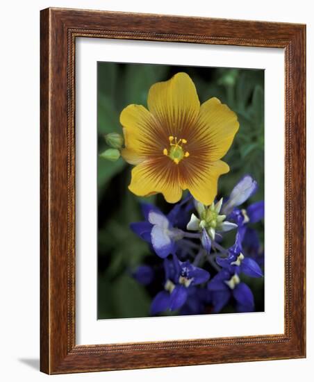 Yellow Flax, Bluebonnets, Moore, Texas, USA-Darrell Gulin-Framed Photographic Print