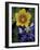 Yellow Flax, Bluebonnets, Moore, Texas, USA-Darrell Gulin-Framed Photographic Print