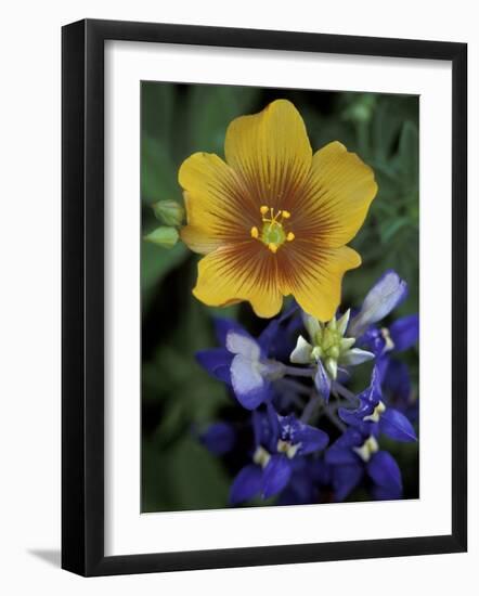 Yellow Flax, Bluebonnets, Moore, Texas, USA-Darrell Gulin-Framed Photographic Print