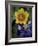 Yellow Flax, Bluebonnets, Moore, Texas, USA-Darrell Gulin-Framed Photographic Print