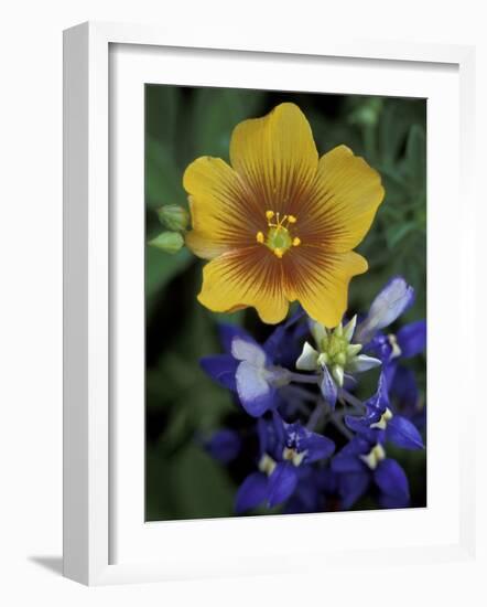 Yellow Flax, Bluebonnets, Moore, Texas, USA-Darrell Gulin-Framed Photographic Print