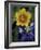 Yellow Flax, Bluebonnets, Moore, Texas, USA-Darrell Gulin-Framed Photographic Print