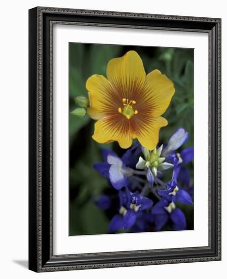 Yellow Flax, Bluebonnets, Moore, Texas, USA-Darrell Gulin-Framed Photographic Print