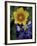 Yellow Flax, Bluebonnets, Moore, Texas, USA-Darrell Gulin-Framed Photographic Print