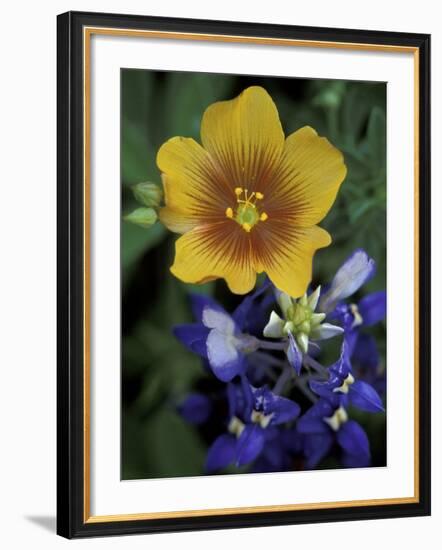 Yellow Flax, Bluebonnets, Moore, Texas, USA-Darrell Gulin-Framed Photographic Print