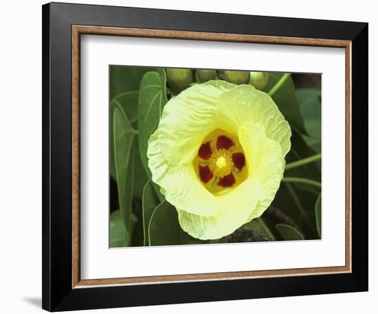 Yellow Flower Bloom on Tree, Cayman Islands-Georgienne Bradley-Framed Photographic Print