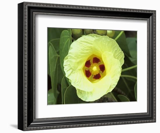 Yellow Flower Bloom on Tree, Cayman Islands-Georgienne Bradley-Framed Photographic Print