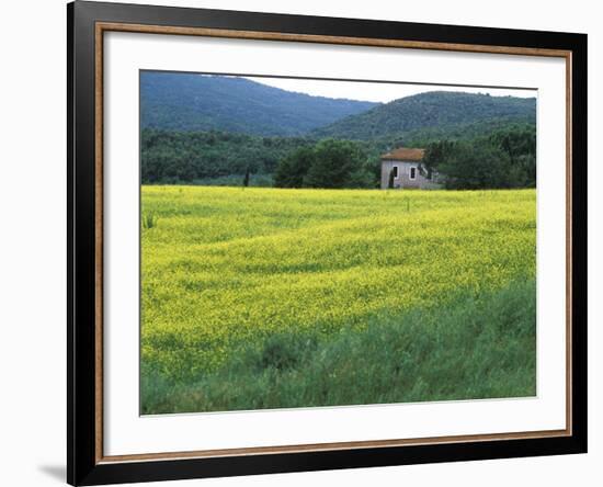 Yellow Flower Covered Fields of San Gimignano, Tuscany, Italy-Bill Bachmann-Framed Photographic Print