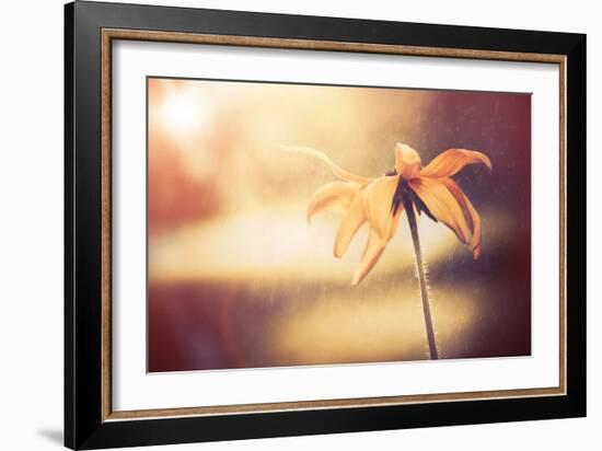 Yellow Flower-Alexey Rumyantsev-Framed Photographic Print