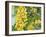 Yellow Flower-Graeme Stevenson-Framed Giclee Print