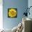 Yellow Flower-Scott Westmoreland-Framed Stretched Canvas displayed on a wall
