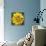 Yellow Flower-Scott Westmoreland-Framed Stretched Canvas displayed on a wall