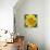 Yellow Flower-Scott Westmoreland-Framed Stretched Canvas displayed on a wall