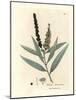 Yellow Flowered Cajeput Tree, Melaleuca Leucadendron-James Sowerby-Mounted Giclee Print