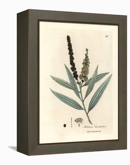 Yellow Flowered Cajeput Tree, Melaleuca Leucadendron-James Sowerby-Framed Premier Image Canvas