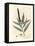 Yellow Flowered Cajeput Tree, Melaleuca Leucadendron-James Sowerby-Framed Premier Image Canvas