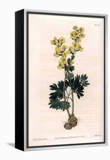 Yellow-Flowered Corydale Variete - Engraved by S.Watts, from an Illustration by Sarah Anne Drake (1-Sydenham Teast Edwards-Framed Premier Image Canvas