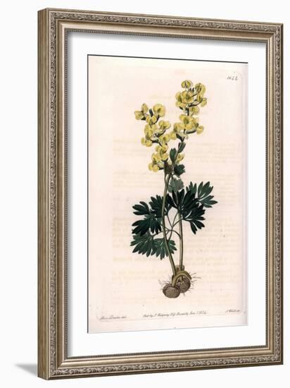 Yellow-Flowered Corydale Variete - Engraved by S.Watts, from an Illustration by Sarah Anne Drake (1-Sydenham Teast Edwards-Framed Giclee Print