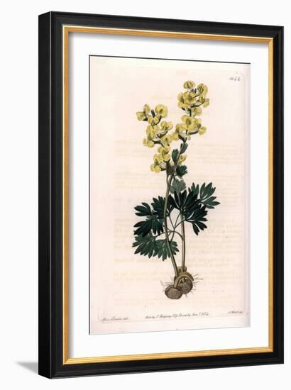 Yellow-Flowered Corydale Variete - Engraved by S.Watts, from an Illustration by Sarah Anne Drake (1-Sydenham Teast Edwards-Framed Giclee Print