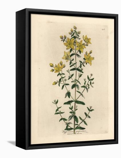 Yellow Flowered Perforated St. John's Wort, Hypericum Perforatum-James Sowerby-Framed Premier Image Canvas