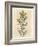 Yellow Flowered Perforated St. John's Wort, Hypericum Perforatum-James Sowerby-Framed Giclee Print