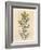 Yellow Flowered Perforated St. John's Wort, Hypericum Perforatum-James Sowerby-Framed Giclee Print