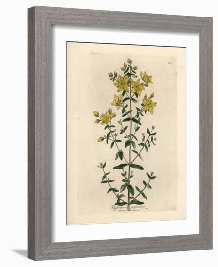 Yellow Flowered Perforated St. John's Wort, Hypericum Perforatum-James Sowerby-Framed Giclee Print