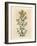 Yellow Flowered Perforated St. John's Wort, Hypericum Perforatum-James Sowerby-Framed Giclee Print