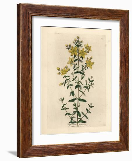 Yellow Flowered Perforated St. John's Wort, Hypericum Perforatum-James Sowerby-Framed Giclee Print